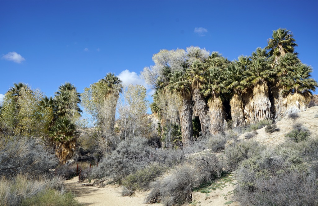 Hidden Gems: The Palm Oases of Joshua Tree National Park