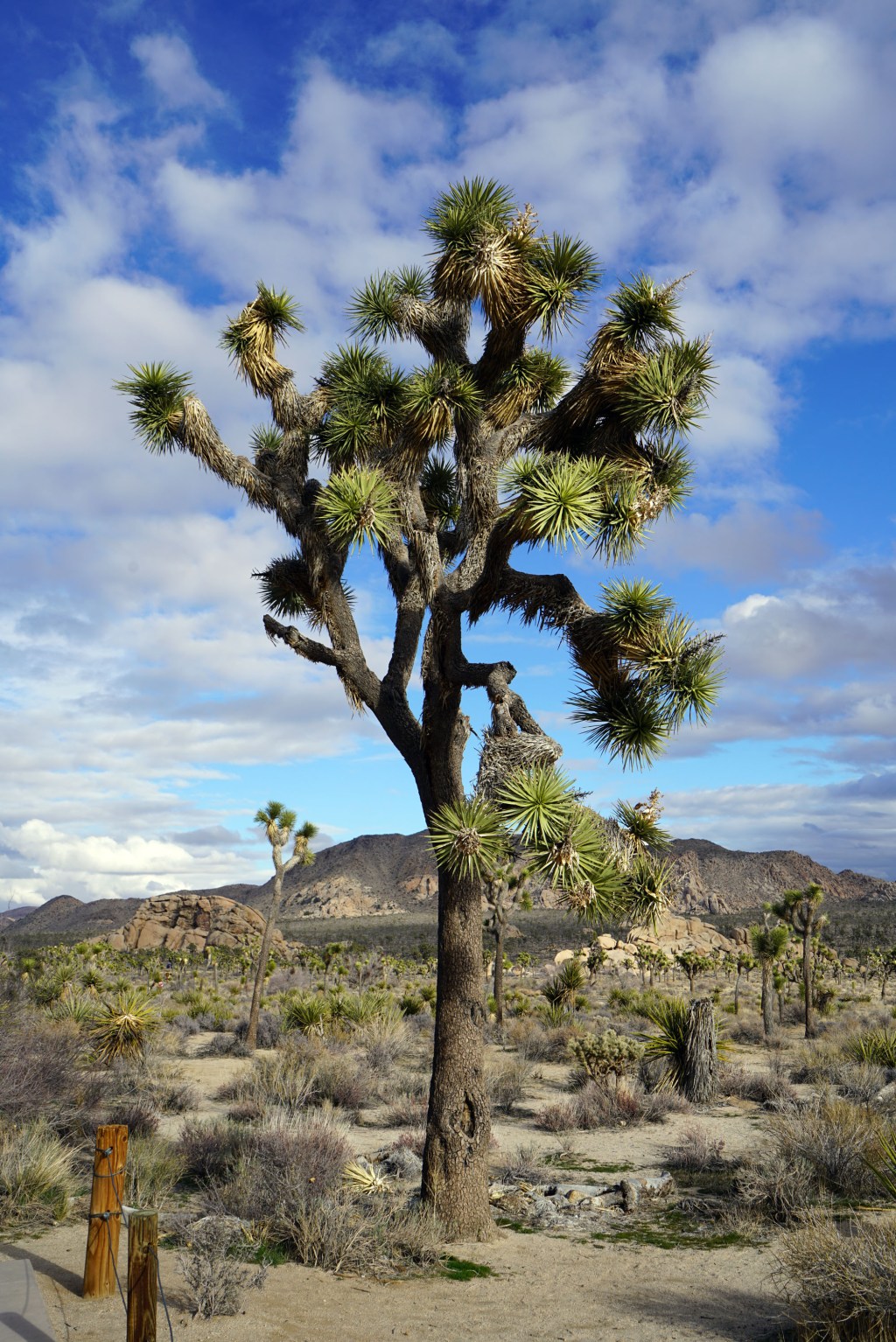 Top Spots to See Joshua Trees in Joshua Tree National Park