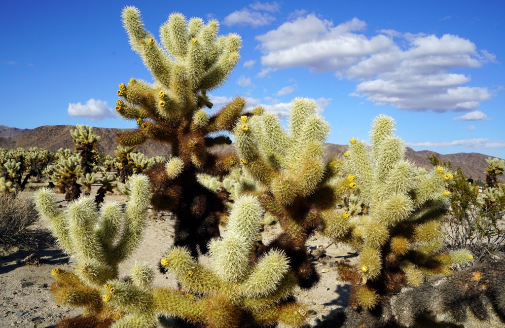 Easiest Trails in Joshua Tree: A Lazy Hiking Guide